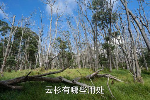 云杉，云杉树品种有哪些