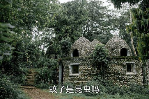 蚊子是昆虫吗