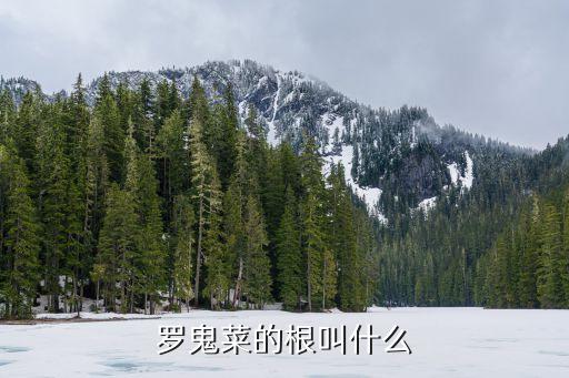 罗鬼菜的根叫什么