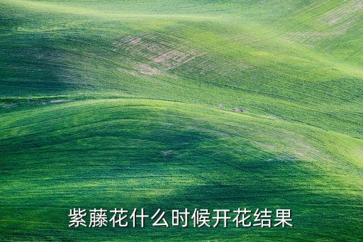 紫藤花什么时候开花结果