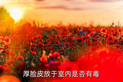 厚脸皮放于室内是否有毒