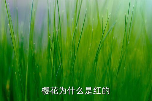 红色樱花，樱花有火红色的么