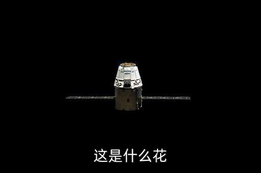 这是什么花