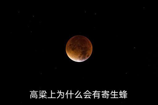 假高粱，高粱上为什么会有寄生蜂