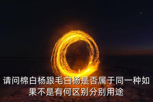 棉白杨，木棉和白杨能生长在一起吗
