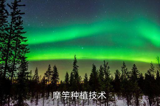 魔芋种植，魔芋怎么种植