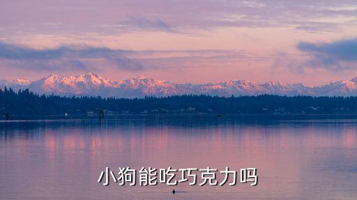 小狗能吃巧克力吗