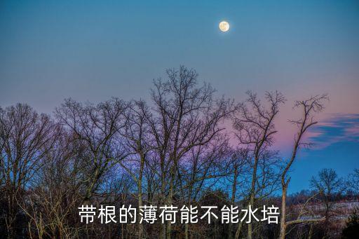 带根的薄荷能不能水培