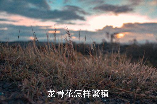 龙骨花怎样繁稙