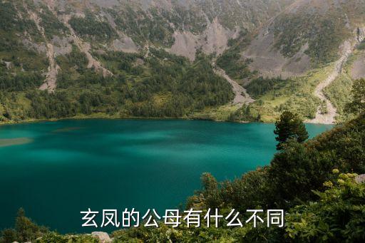 玄凤的公母有什么不同