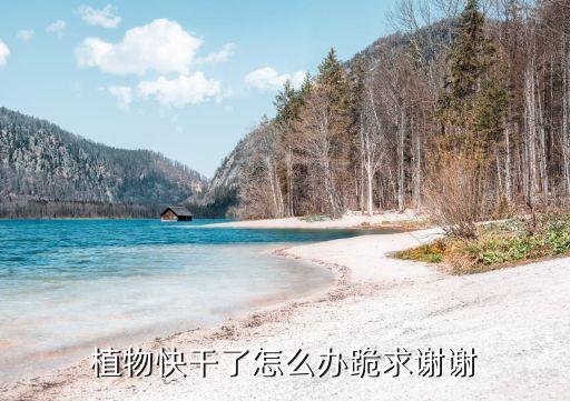 如何醒花，如何让摘下的栀子花苞快速开放
