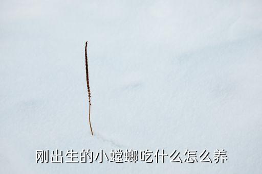螳螂怎么养，新手该怎么养螳螂