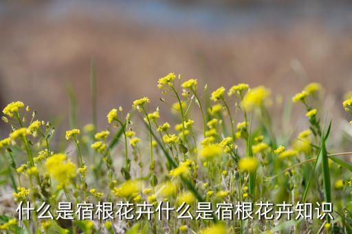 什么是宿根花卉什么是宿根花卉知识