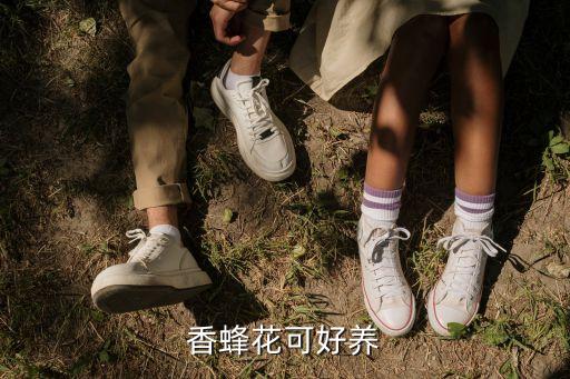 香蜂花可好养