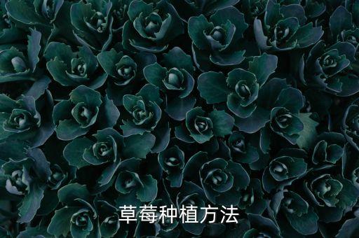 草莓种植方法
