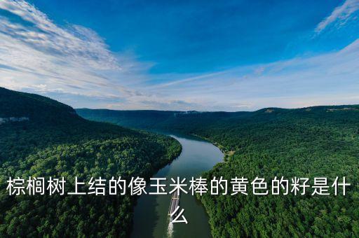 棕榈树上结的像玉米棒的黄色的籽是什么