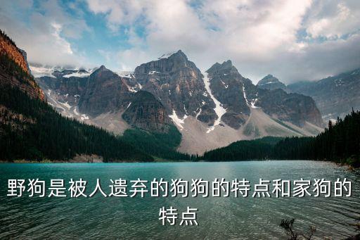 野狗，野狗是什么