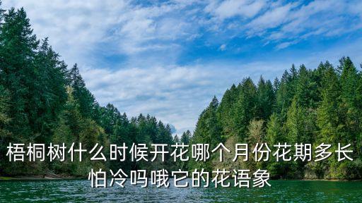 梧桐树开花，梧桐树什么时候开花哪个月份花期多长怕冷吗哦它的花语象