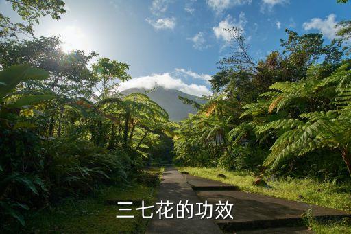 三七花的作用和功效，三七花的功效