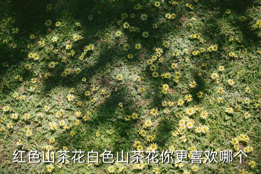 红色山茶花白色山茶花你更喜欢哪个