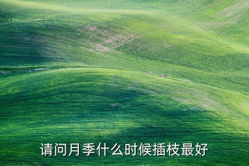 月季几月份扦插最好，月季花什么时候扦插最好