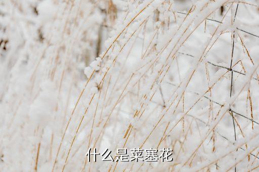 什么是菜塞花