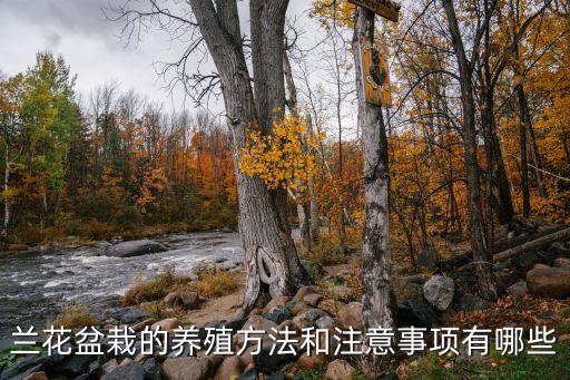 兰花养殖方法与技巧，如何养花兰花