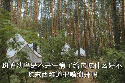 斑鸠幼鸟是不是生病了给它吃什么好不吃东西难道把嘴掰开吗