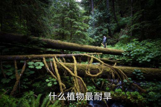 耐旱植物，什么植物最耐旱