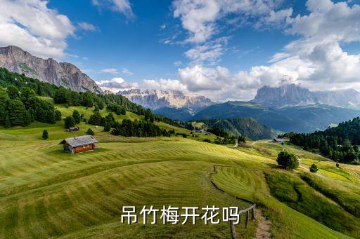 吊竹梅，吊竹梅开花吗