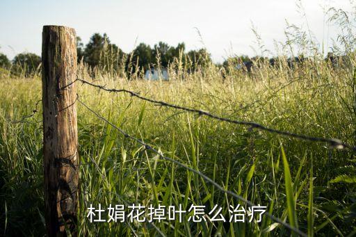 杜娟花掉叶怎么治疗