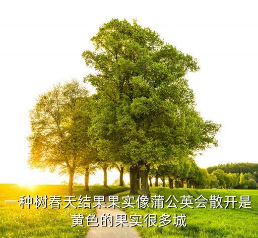 一种树春天结果果实像蒲公英会散开是黄色的果实很多城
