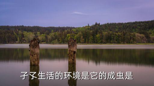 孑孓生活的环境是它的成虫是