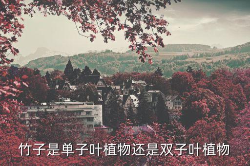 竹子是单子叶植物还是双子叶植物