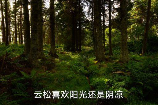 云松喜欢阳光还是阴凉