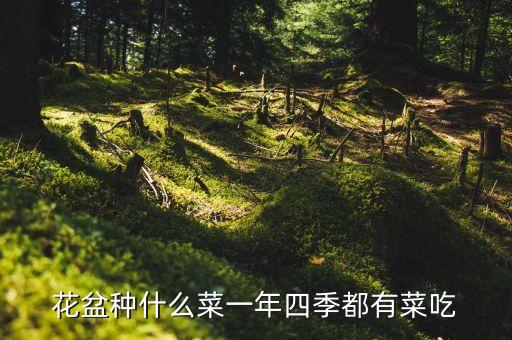 花盆种什么菜一年四季都有菜吃