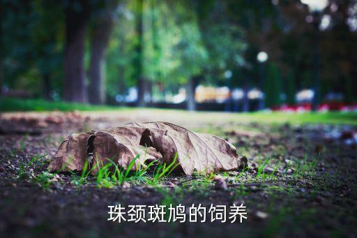 朱颈斑鸠，珠颈斑鸠的饲养