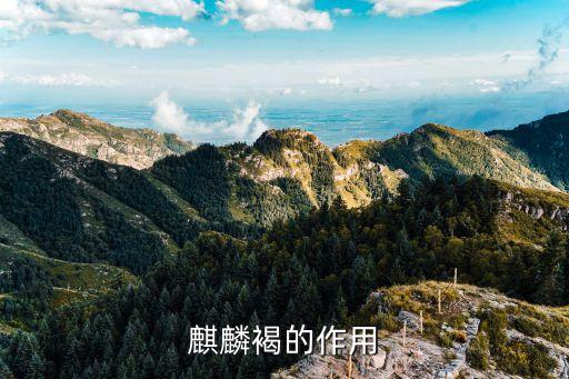 血藤图片，鸡血藤藤镯好不好