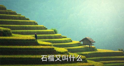 石榴别名叫什么，石榴又叫什么