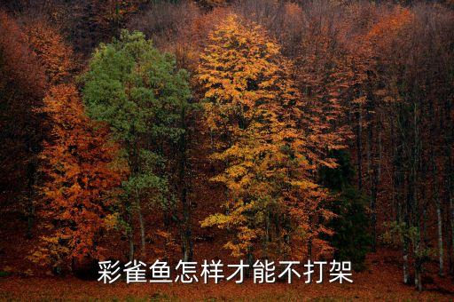 彩雀鱼怎样才能不打架