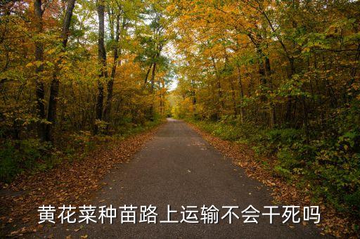 黄花菜种苗路上运输不会干死吗