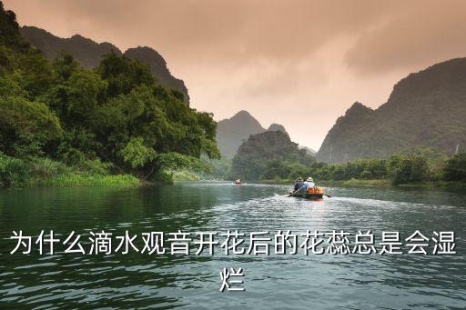 花蕊湿润，为什么滴水观音开花后的花蕊总是会湿烂