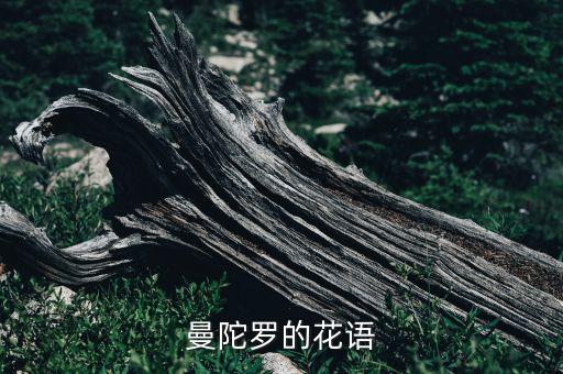 曼陀罗的花语