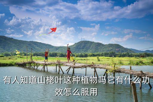 蒌叶的功效与作用，桑叶的作用与功效