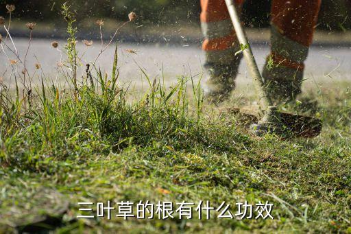三叶草的根，三叶草的根有什么功效