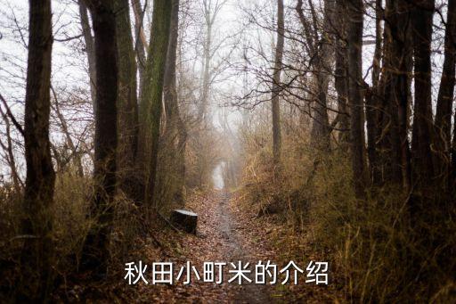 小町米，秋田小町米的介绍