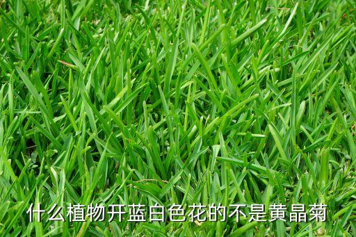 什么植物开蓝白色花的不是黄晶菊