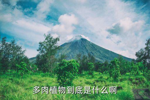 多肉植物到底是什么啊