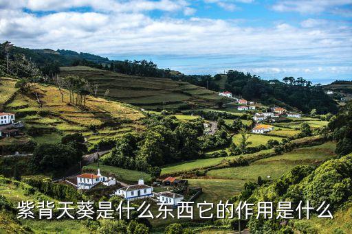 紫背天葵，紫背天葵有哪些种类