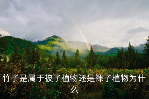 竹子是属于被子植物还是裸子植物为什么